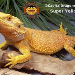 Super Yellow - sample picture.