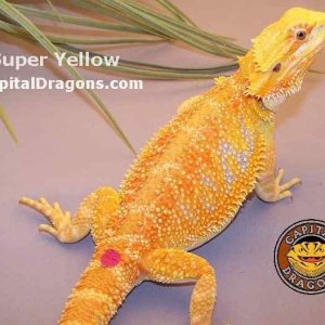 Super Yellow - sample picture.