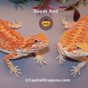 Super Red - sample picture.