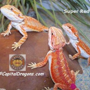 Super Red - sample picture.