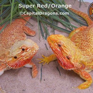 Super Red/Orange - sample picture.