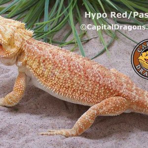 Hypo Red - sample picture.