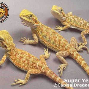 Super Yellow - sample picture.