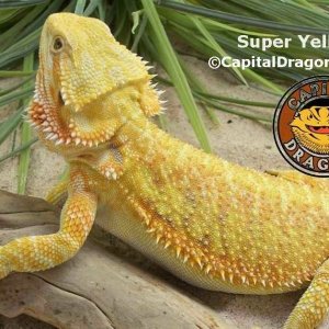 Super Yellow - sample picture.