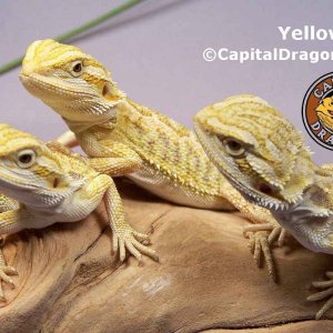 Super Yellow - sample picture.