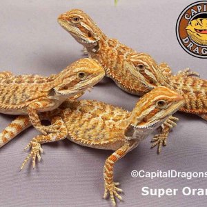 Super Orange - sample picture.