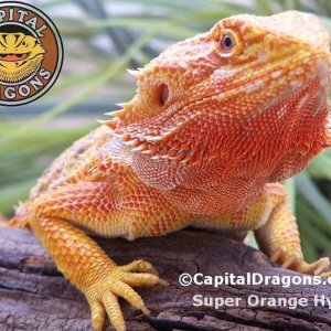 Super Orange - sample picture.