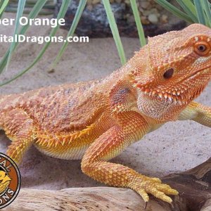 Super Orange - sample picture.
