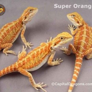 Super Orange - sample picture.