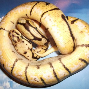 Bee female