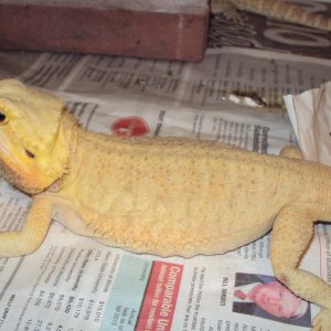 Female Citrus Trans