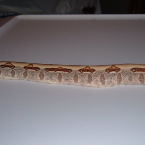 Hypo Jungle