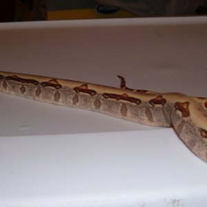 Hypo Jungle