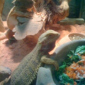my beardies