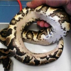 yellowbelly_f