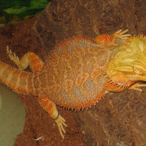 C.B. in all her Color