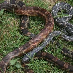 Anerythristic TX ratsnake