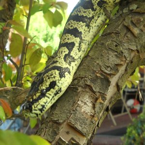 chuck69 my snakes.