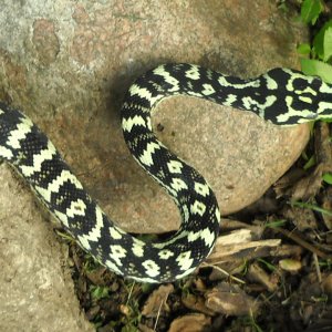chuck69 my snakes.
