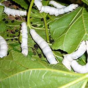 largesilk