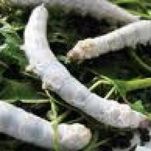 silkworms