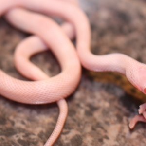 Blizzard Blood Hatchlings
