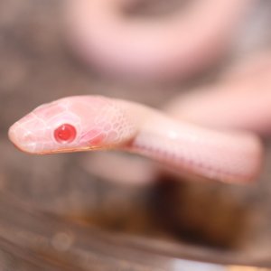 Blizzard Blood Hatchlings