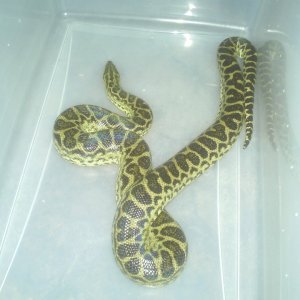 Yellow Anaconda