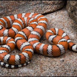 Baja Mountain Kingsnake
