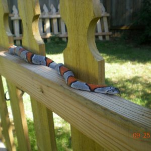 Gray-banded king snake