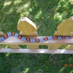 Gray-banded king snake