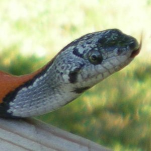 Gray-banded king snake