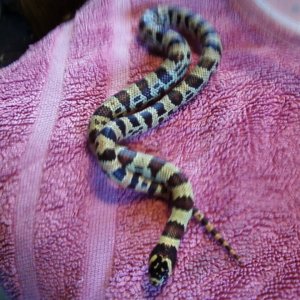 male_Jurassic_09-1