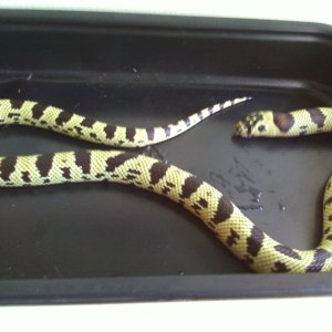 male_yellow_jurassic1