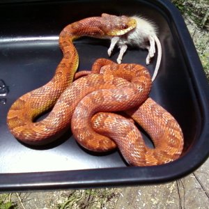 Red_Texas_Rat_het_leucistic3_female