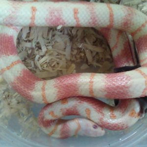 Jurassic Albino