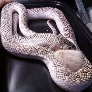 Fl.king white-sided female
