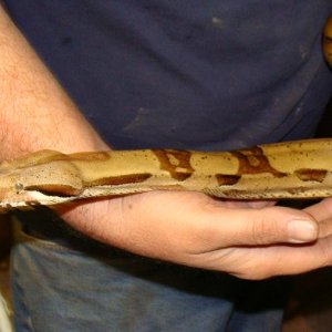 Snakes I own