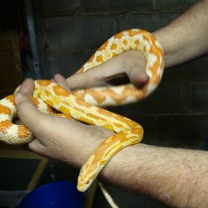 Snakes I own