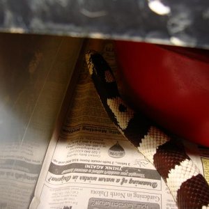 Snakes I own