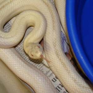 Snakes I own