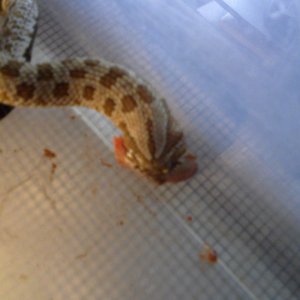 NOM NOM