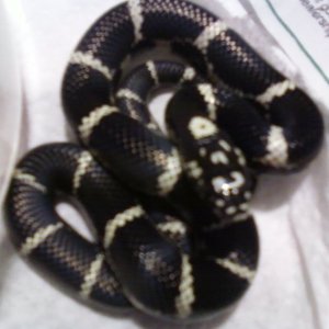 Photo341_Currituck_E_king