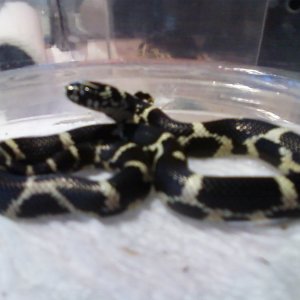 Eastern Kings Locale Currituck Co. N.C.2010 hatchlings