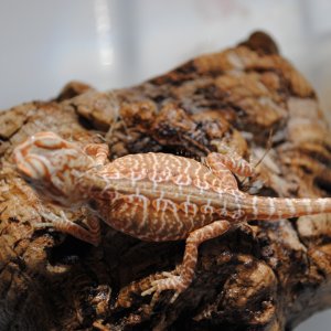 Red Hypo Tranlucent (Super) Leathers &amp; Silkies