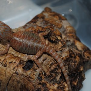 Red Hypo Tranlucent (Super) Leathers &amp; Silkies