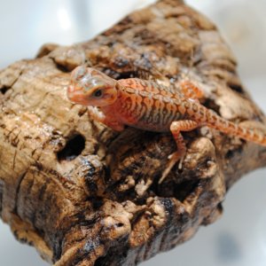 Red Hypo Tranlucent (Super) Leathers &amp; Silkies