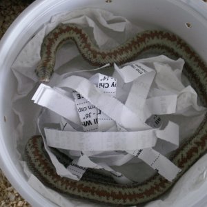 First Rosy Boa