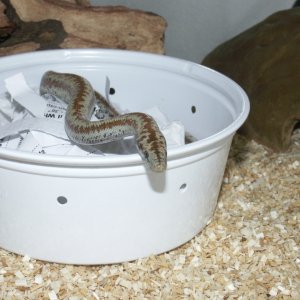 First Rosy Boa