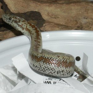 First Rosy Boa